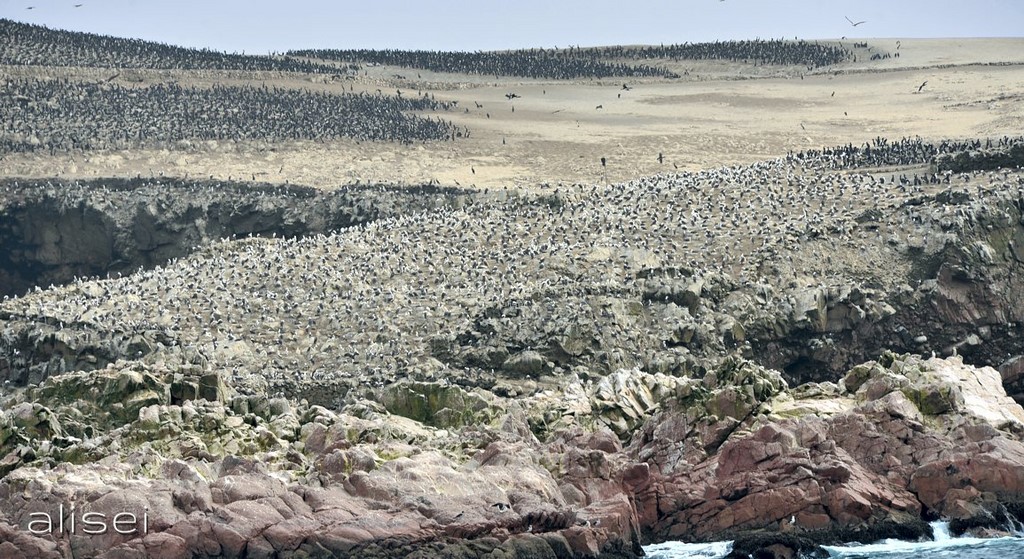 isole ballestas, migliaia di uccelli