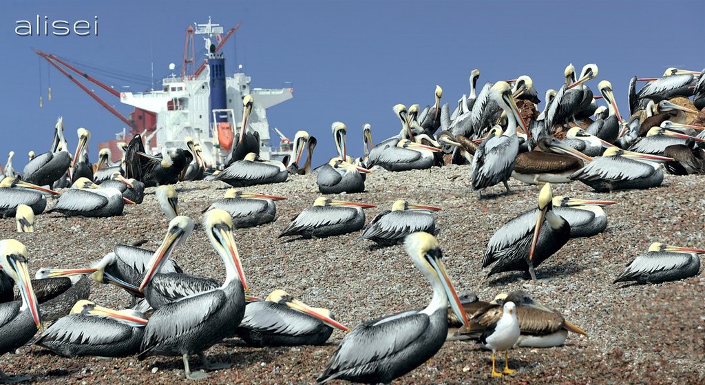 isole ballestas, pellicani