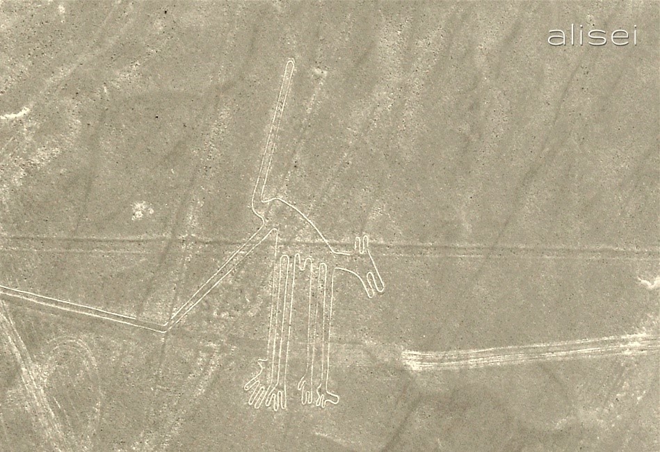 linee di nasca perù, cane