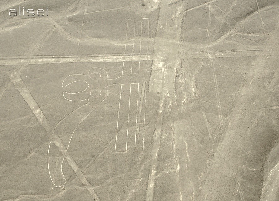 linee di nasca perù, disegno pappagallo