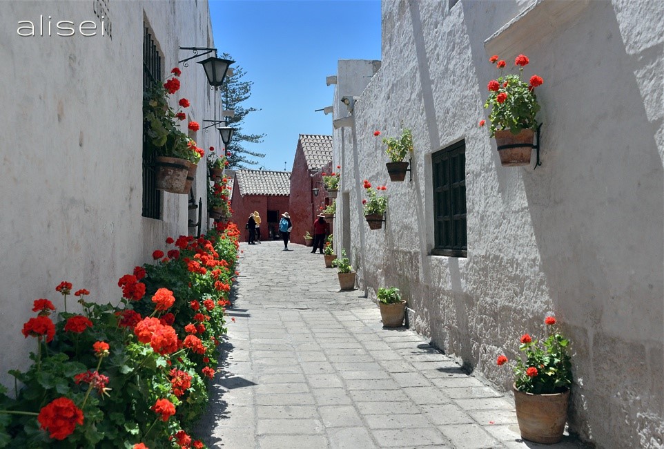 vicolo infiorato monastero santa catalina