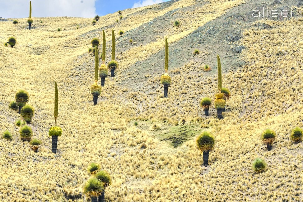 canyon Tinajani, Puja pianta endemica