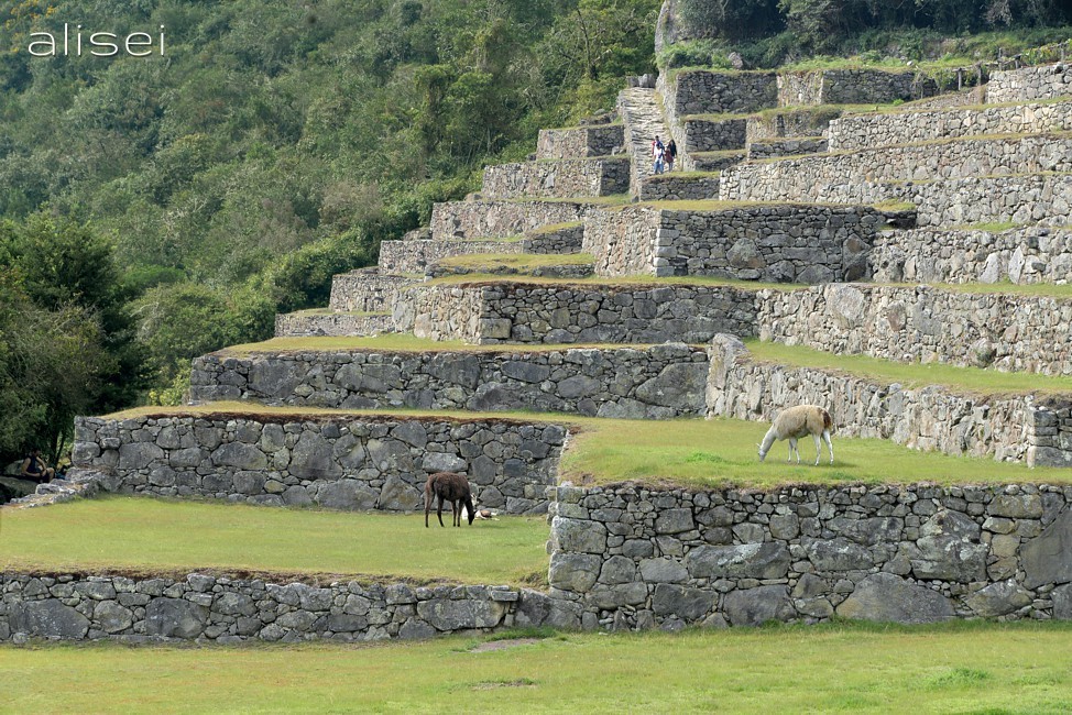 scorcio sui terrazzamenti machu picchu