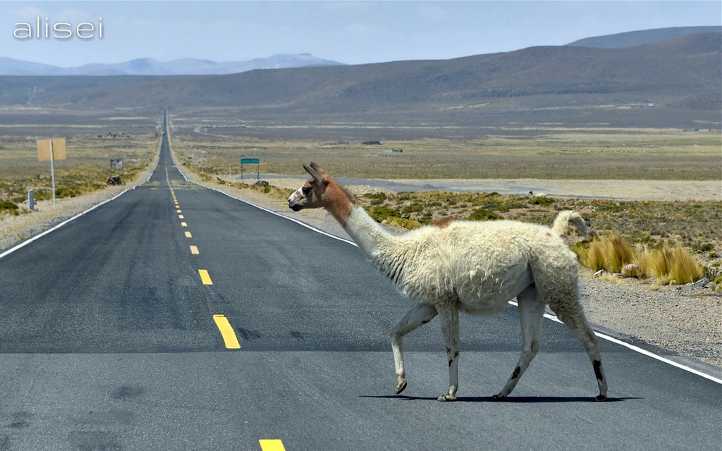 attraversamento stradale di un lama