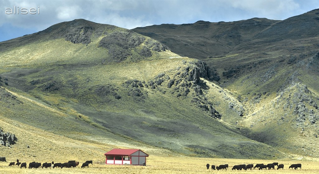 puna e roccie del perù