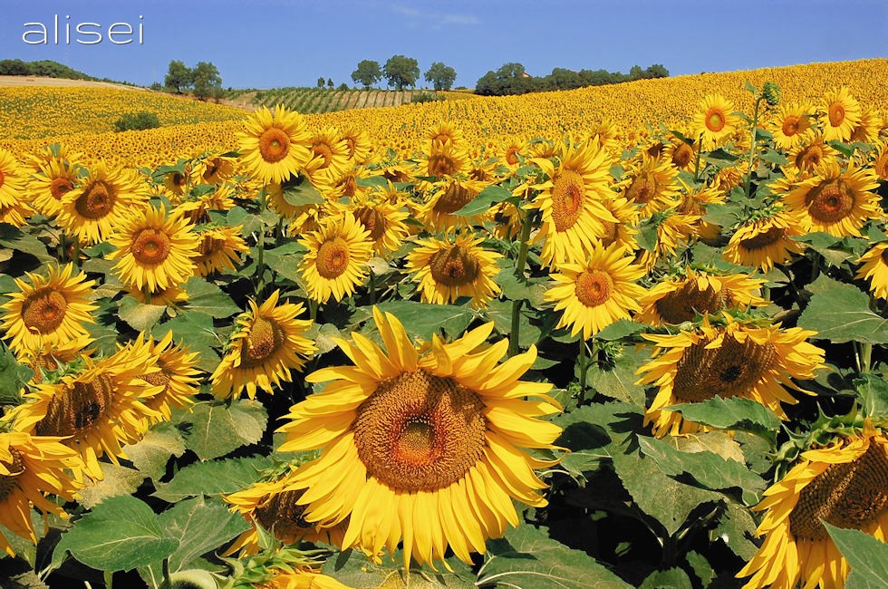 campo di girasoli