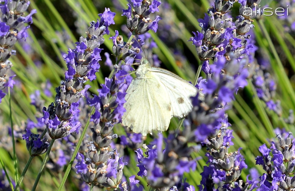 farfalla succhia il nettare della lavanda