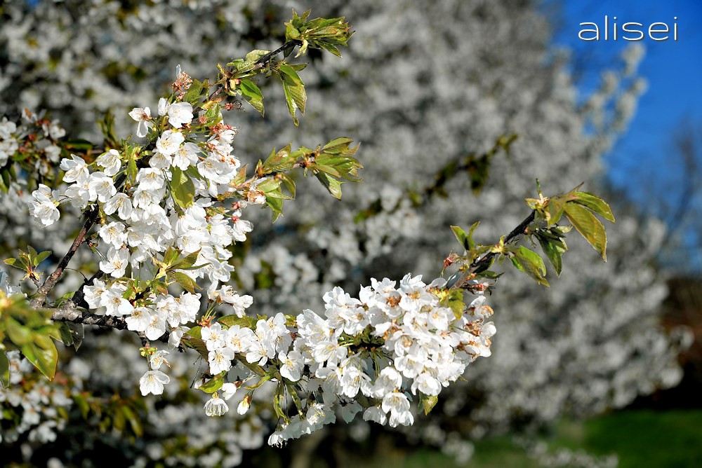 fiori di cigliegio in primavera