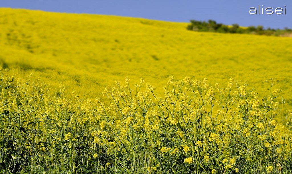 colza in fioritura sulle colline