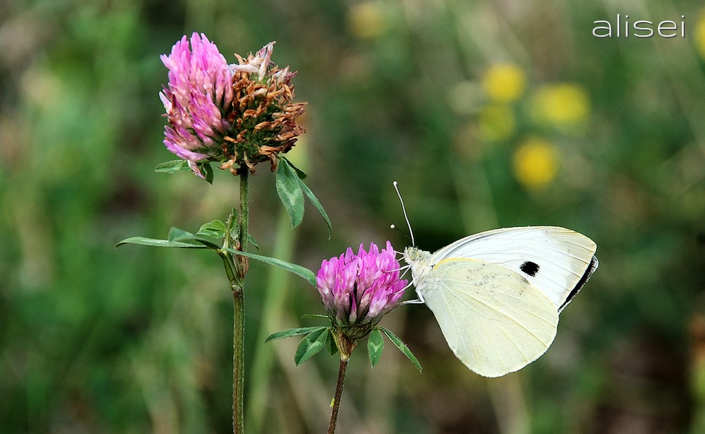 farfalla su un fiore
