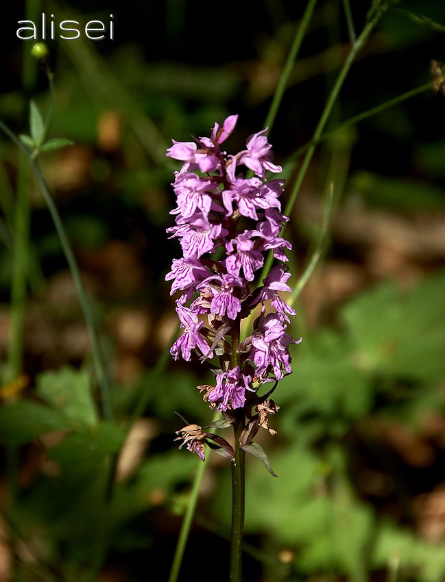 fioritura nel bosco a primavera