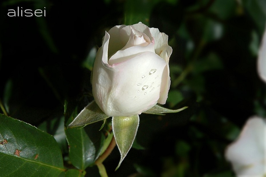 rugiuada su rosa bianca