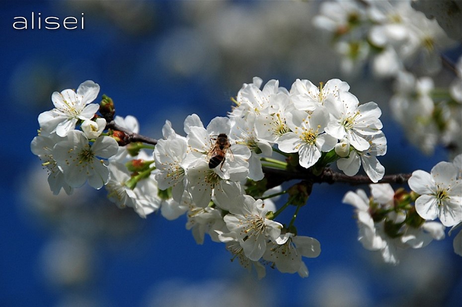 ape laboriosa su fiori cigliegio