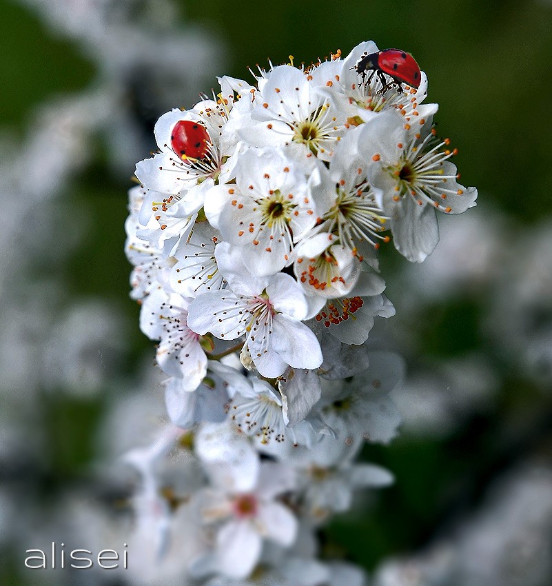 coccinelle su fiori cigliegio