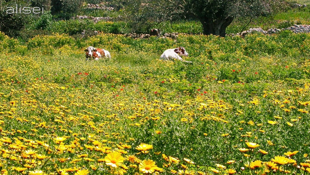 prato ricoperto di fiori