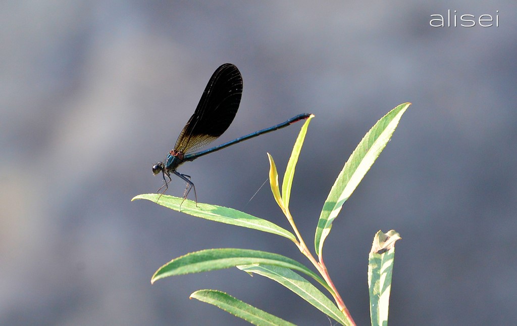 libellula lungo un torrente