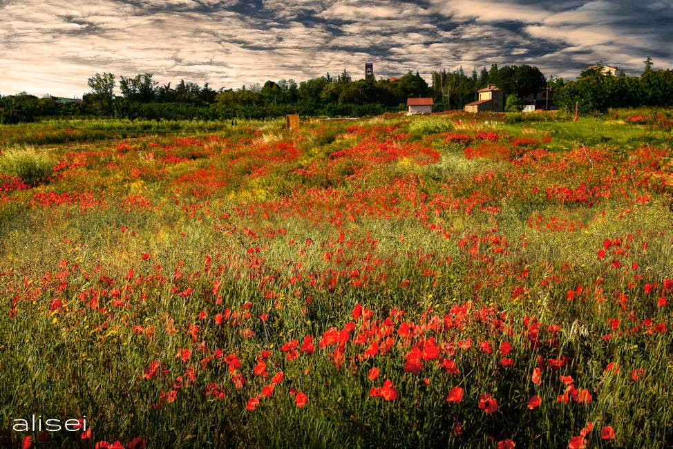 campo di papaveri rossi
