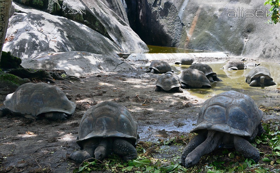 Tartarughe giganti Seychelles