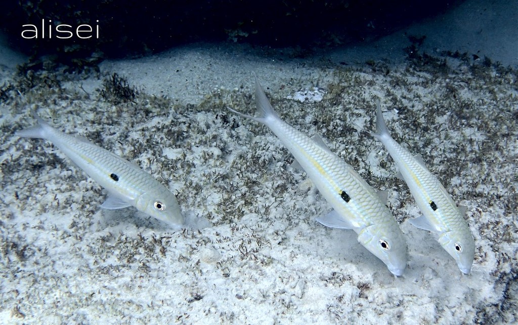 Fondali marini Seychelles