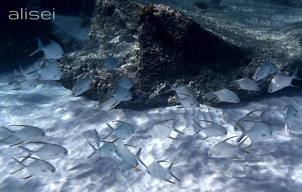 Fondali marini Seychelles