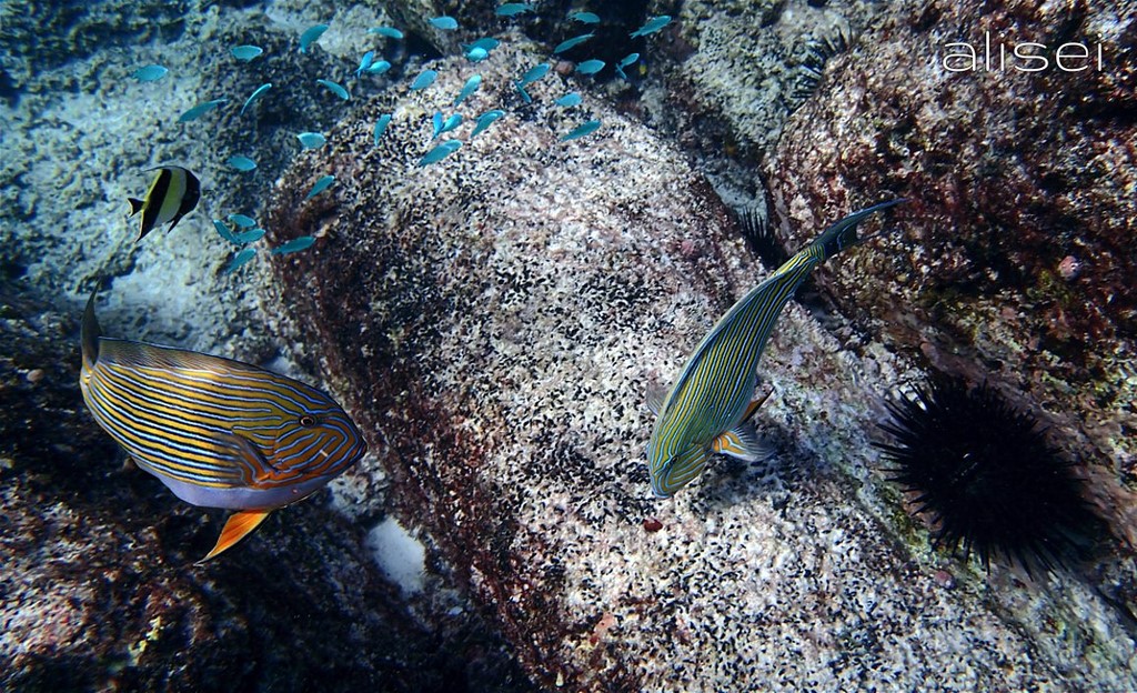 Fondali marini Seychelles