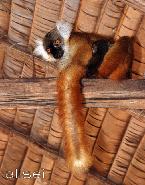 lemuri a nosy komba madagascar