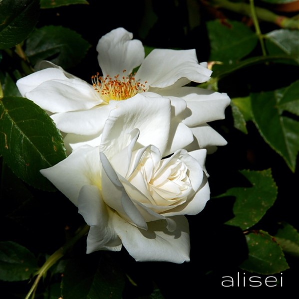 rose nella penombra