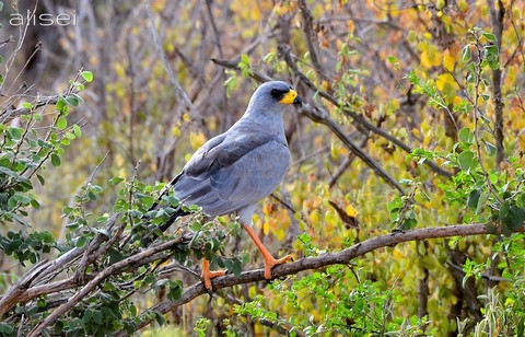 Falco Astore parco del Kenya