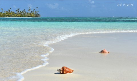 spiaggia deserta con grandi conchiglie alle San Blas