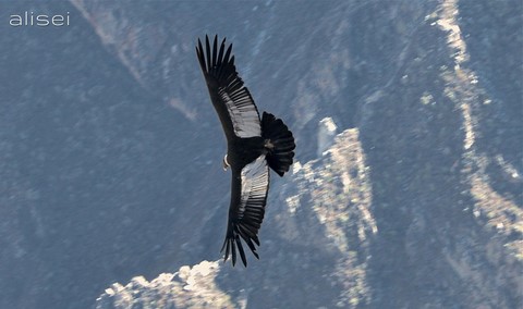 condor andino perù