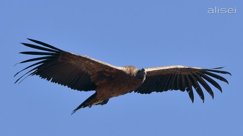 passaggio radente condor andino