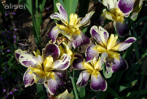 iris dai colori intensi a primavera