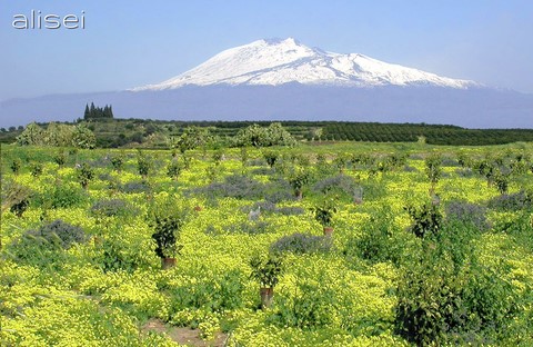 fioritura falde Etna