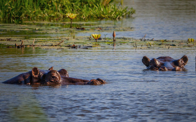 Botswana — Natura, Alisei Blog