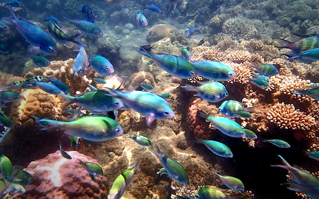 Indonesia — Natura, Alisei Blog